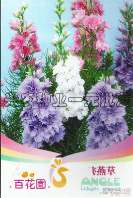 陽(yáng)臺(tái)四季飛燕草 家庭園藝的理想之選