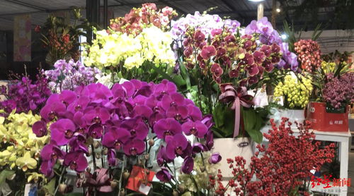 年宵花市場(chǎng)火熱部分產(chǎn)品賣斷貨，期待成都國(guó)際園藝盛會(huì)迎五大洲奇珍異草