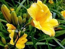 青州萱草供應(yīng) 優(yōu)質(zhì)花卉基地與安全防護(hù)服務(wù)