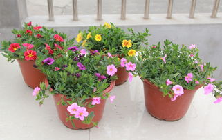 彩色牽牛花盆栽 易種花卉大苗，帶花爆盆的蔬菜園藝新寵