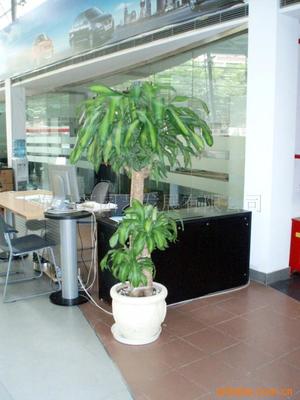 真花綠化花柱選購指南 價(jià)格、供應(yīng)與批發(fā)渠道解析