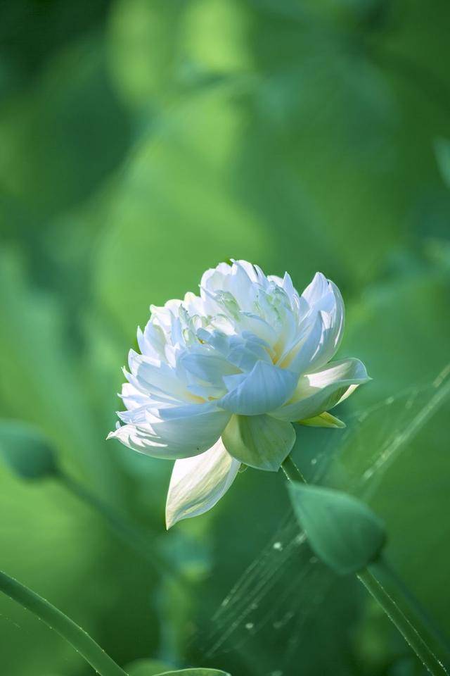 荷韻蔬香，雨中尋幽 花卉攝影與蔬菜美學(xué)的清涼對(duì)話