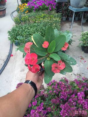 泉州室內(nèi)綠化新寵——虎刺梅 質(zhì)優(yōu)價廉的健康生活之選